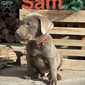 Sam, Silver Labrador Retriever Puppy